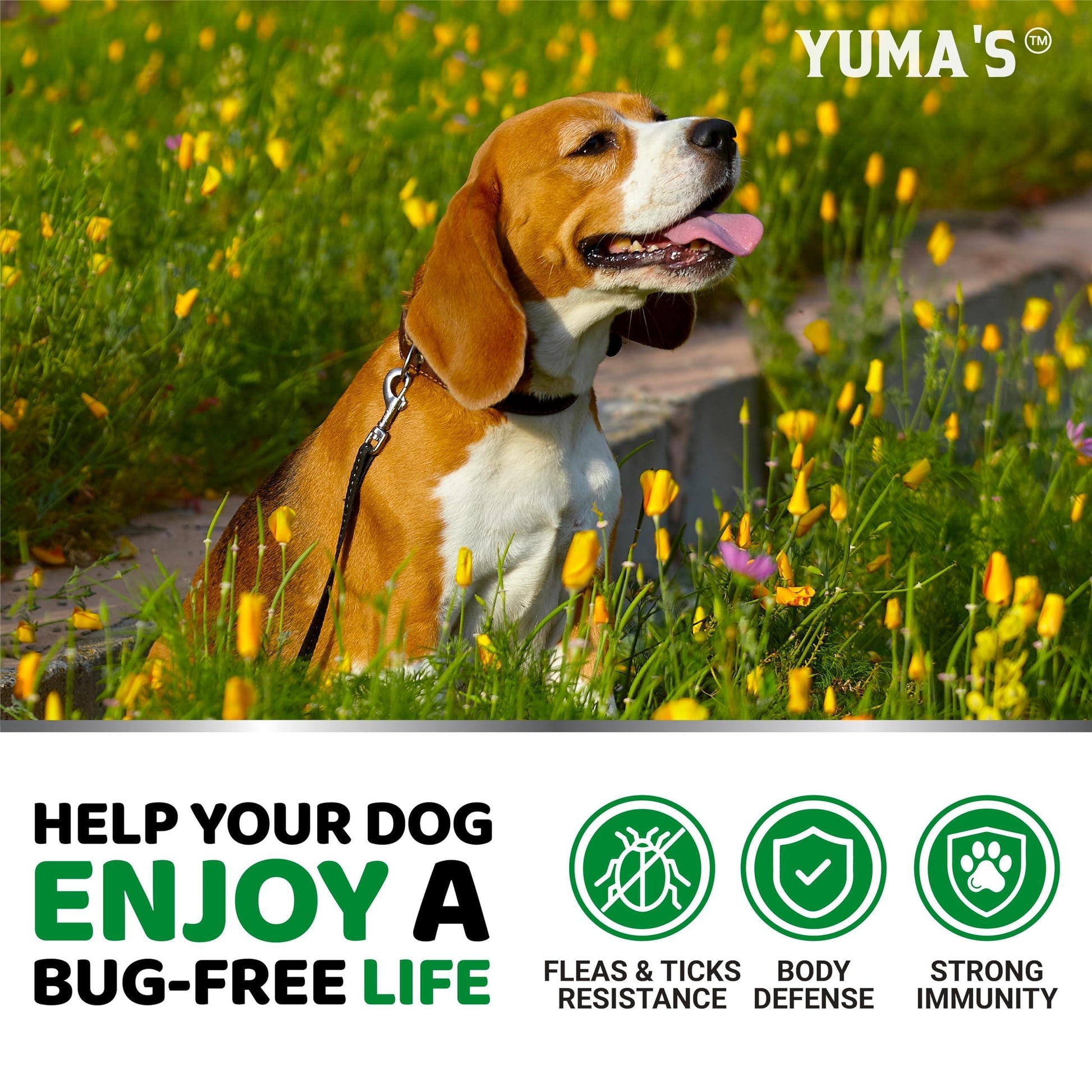 Flea and Tick Prevention for Dogs Chewables 170 Treats Natural Dog Flea and Tick Treatment Chewable Flea and Tick Chews for Dogs Soft Oral Flea Pills for Dogs All Breeds & Ages Made in USA